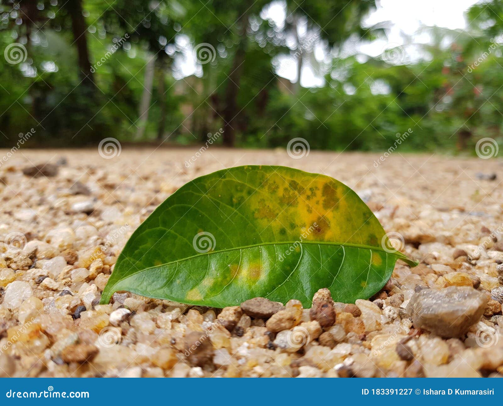 leaf kissing the ground at evening